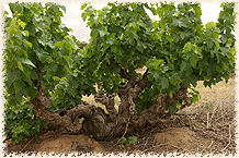 Image of Barossa old grape vine