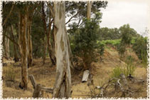 Image of Greenock Rise vineyard