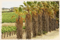 Image of Greenock Rise vineyard