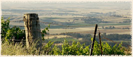 Image of Trial Hill vineyard