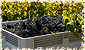 maverick wines image 1