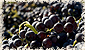 maverick wines image 2