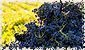 maverick wines image 3