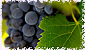 maverick wines image 4