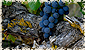maverick wines image 5